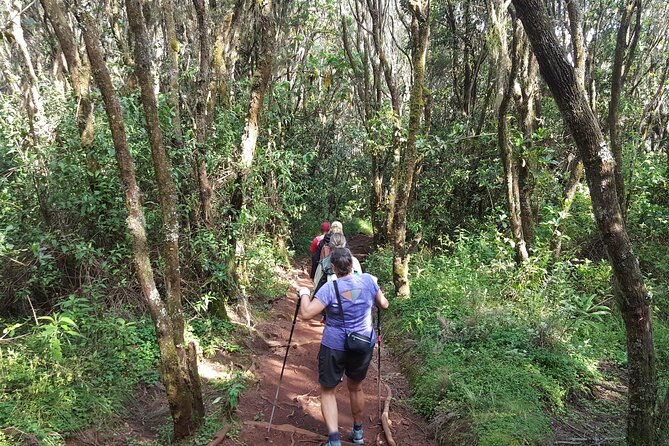 7-Day Mountain Climbing in Machame Route - Acclimatization and Altitude Sickness