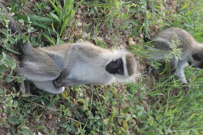 7-Day Murchison Falls, Chimps & Gorilla Trekking - Activities and Experiences