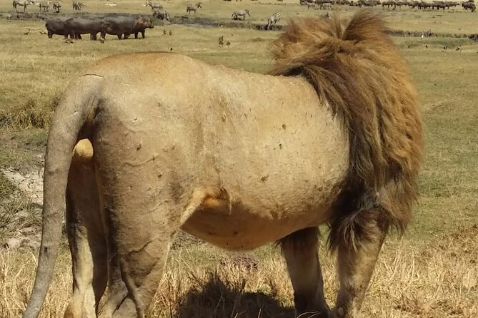 7-Day Private Safari to Amboseli National Park and Masai Mara - Witnessing Masai Mara Migrations