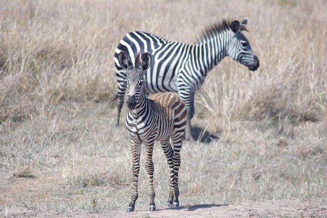 7 Day Safari to Selous, Mikumi and Ruaha National Parks + Transfers - Pricing Details