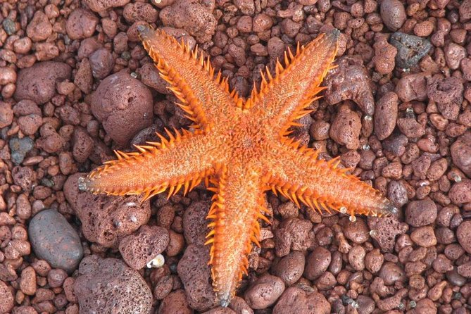 7 Days Diving and Hiking on the Galapagos Islands Tour - Diving in the Galapagos