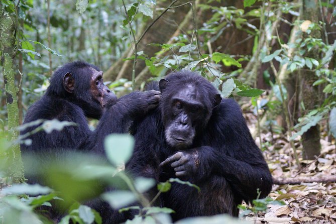 7 Days Fort Portal Culture Tour Western Uganda - Daily Itinerary Highlights