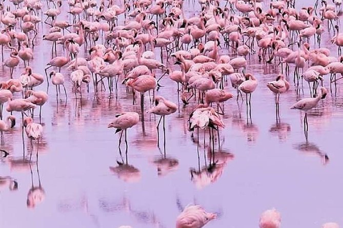 7 Days Great Migration Safari - Visiting Ngorongoro Crater
