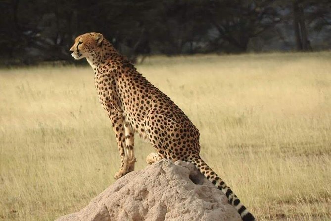 7 Days Maasai Mara National Park , Amboseli Parks and Nakuru Safaris - Frequently Asked Questions