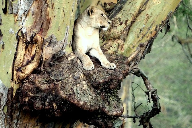 7 Days Masai Mara / Lake Nakuru / Lake Naivasha / Amboseli - Accommodation Options