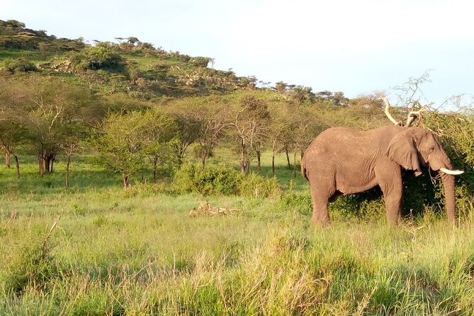 7 Days Mt Kilimanjaro,Tarangire NP, Ngorongoro, Serengeti NP, Lake Manyara NP - Accommodation and Meals