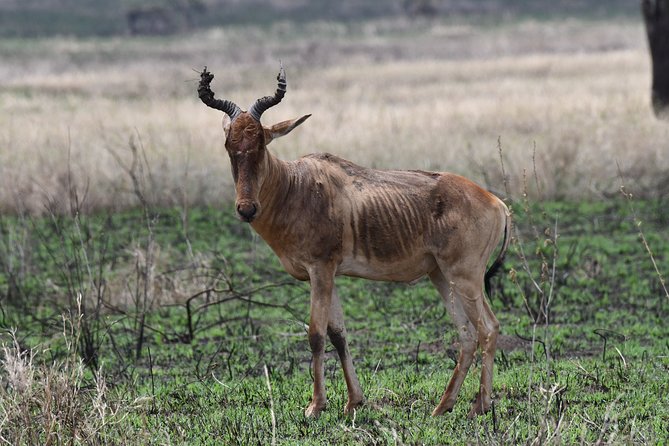 7 Days Rhino Ngorongoro Crater Safari Tour - Pickup and Meeting Details