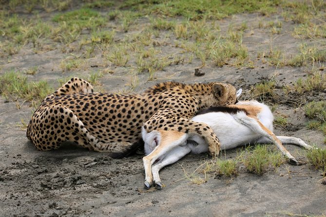 7 Days Safari. Serengeti, Tarangire, Lake Manyara & Ngorongoro Crater. - Accessibility Features