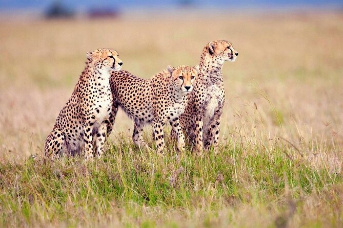 7 Days Tanzania Luxury Safaris - Luxury Safari Accommodations