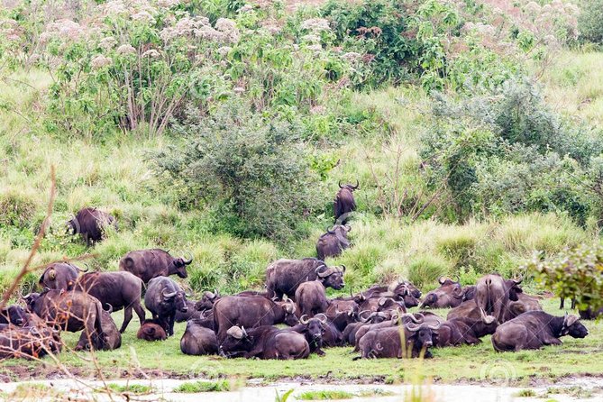 7 Days Tarangire, Serengeti, Ngorongoro & Manyara Camping Safari Tour Tanzania - Meeting and Pickup Details