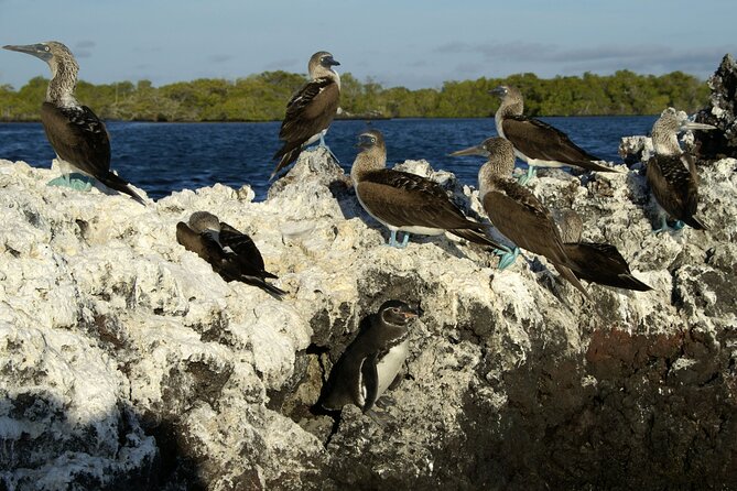 8-Day Galapagos Island Hopping Backpack Style: Los Tuneles and Kicker Rock - Hiking Kicker Rocks Trails