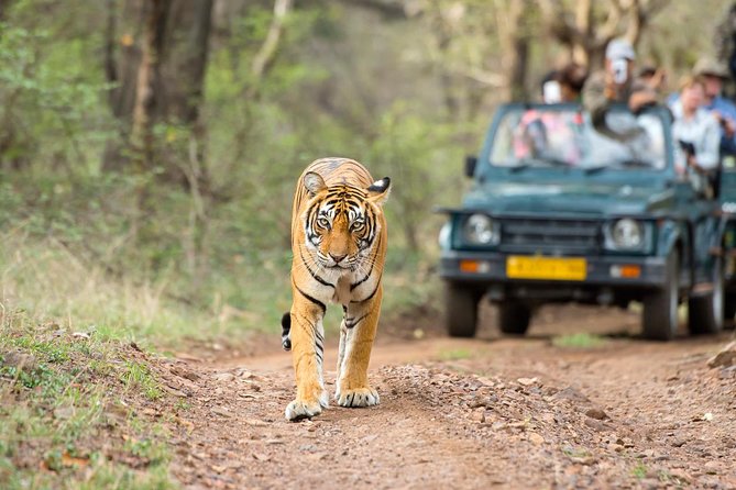 8 Day Golden Triangle Tour With Ranthambore Tigers Tour - Inclusions and Exclusions