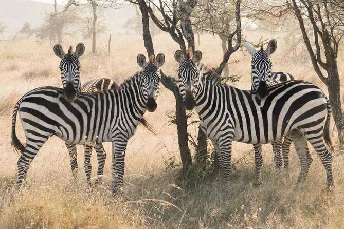 8 Days 7 Night Best Kenya and Tanzania Private Lodging Safari - Inclusions and Additional Fees