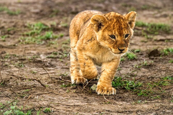 8 Days 7 Nights Kenyan Luxury Safari - Meal Plan and Game Drives
