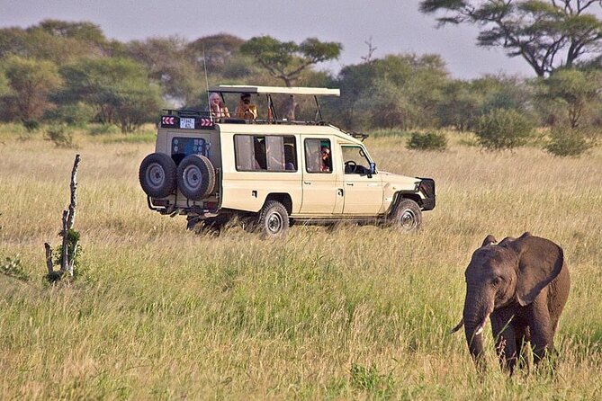8 Days Fantastic Safari of Tanzania Midrange Tour - Serengeti National Park