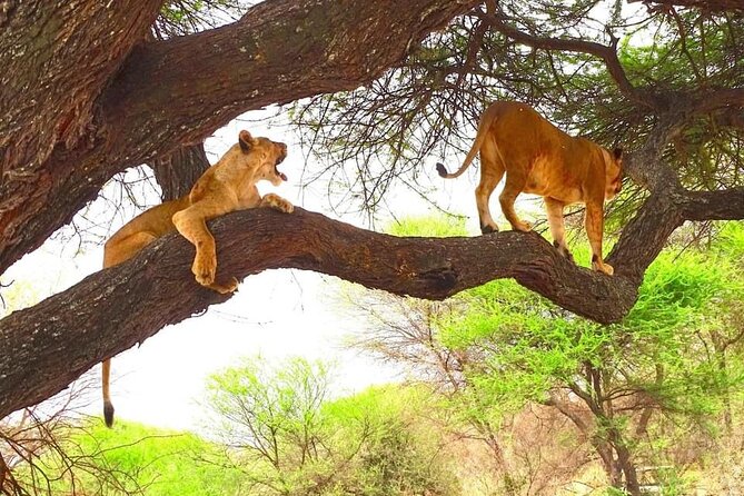 8 Days Kenya Highlights Safari Starting From Nairobi. - Accommodation Options