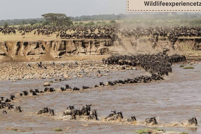 8 Days, Migrations Safari-River Crossing -(July to October) - Meals and Dining Options