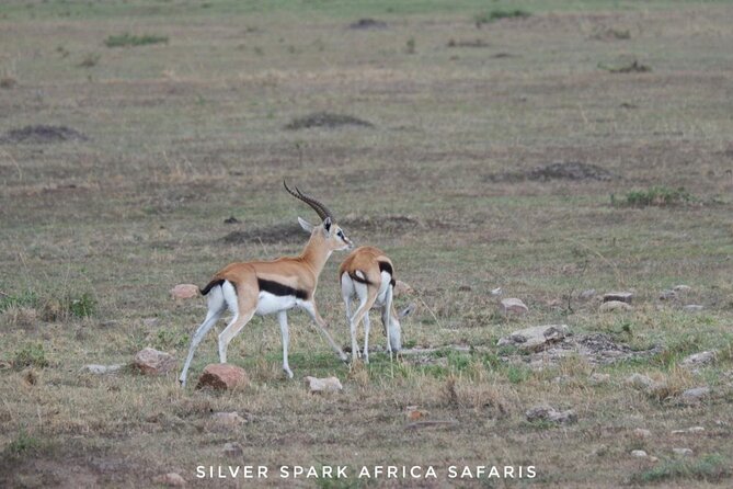 8 Days: Tsavo East National Park Amboseli, Nakuru, Maasai Mara Park - Transportation and Pickup