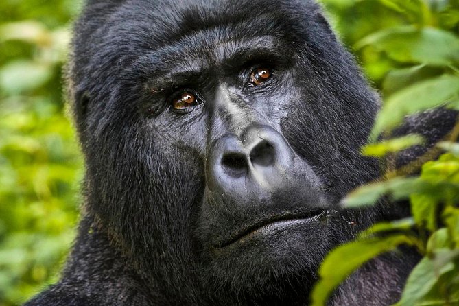 8 Days Uganda Primate & Wildlife Safari Tour - Primate Tracking Experience