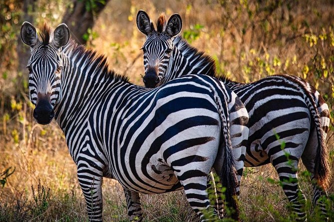 8 Days Uganda Primates Safari - Kibale Forest National Park