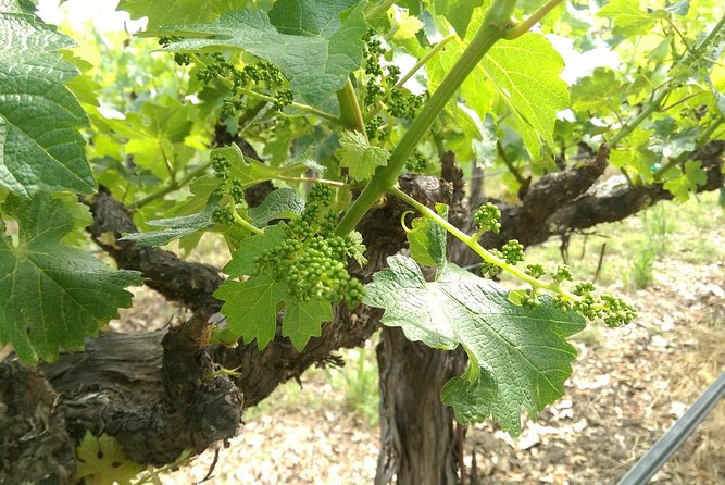 8 Hour - Napa and Sonoma Private Wine Tour - Pickup and Scheduling Details