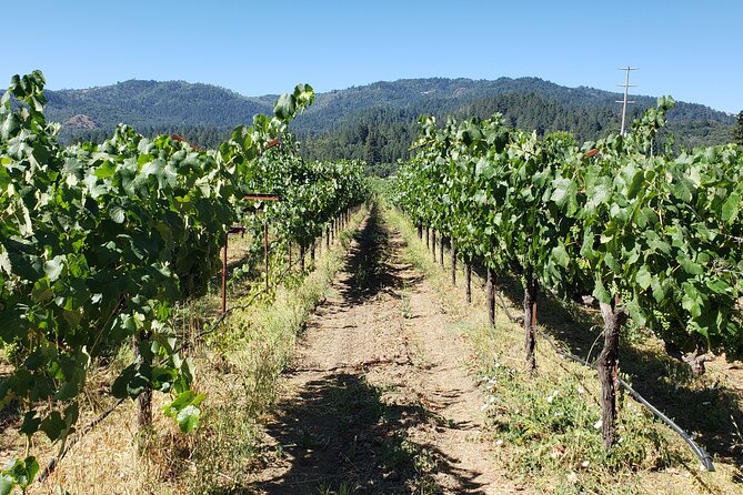 8 Hour Napa Valley Wine Tasting Tour From San Francisco - Pickup and Drop-off Details