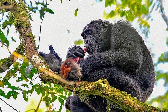 9 Days Adventure And Wildlife Safari - Accommodation Details
