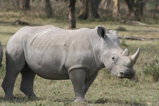 9-Days Best of Kenya Wildlife Private 4X4 Jeep Safari - Witness the Majestic Big Five