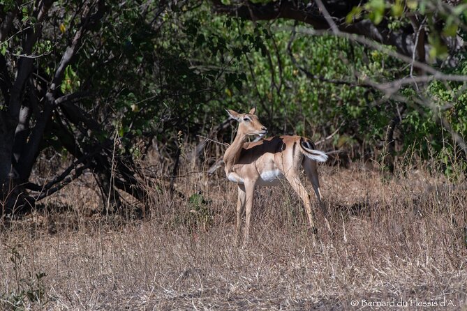 A Chobe Full Day Tour - Botwana - Afternoon River Boat Safari