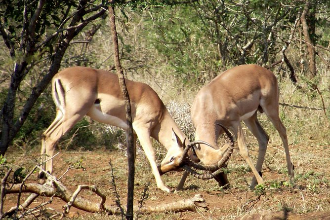 A Full Day Safari Tour to the Hluhluwe Imfolozi Big 5 Game Reserve - Private Guide and Vehicle Essentials