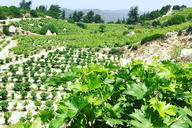 A Glass of Cyprus - Private Wine Tours - Accessibility and Participation