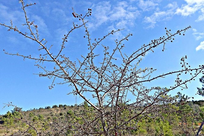 A Journey Through the Forgotten Sierra ... - Serra De Brasfemes, Coimbra - Guided Tour Highlights and Inclusions