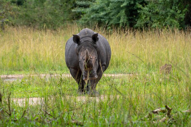 A Thrilling 1-Day Rhino Tracking Tour in Uganda - Exploring Ziwa Rhino Sanctuary