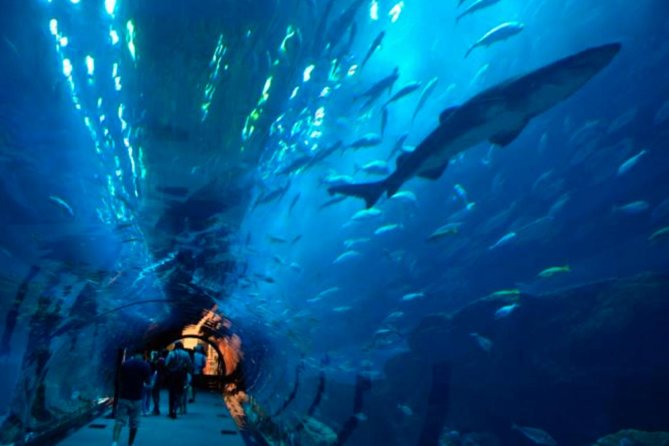 Access Entrance Ticket to AquaRio Aquarium - Including Transport and Ticket - Exploring the Aquariums Exhibits