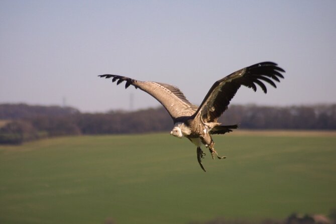 Admission Pass to Eagle Heights in Kent - Nature Trails and Walks