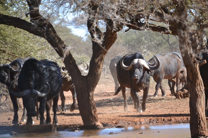 African Safari in Pilanesberg National Park - 1 Day Adventure - Pricing and Cancellation