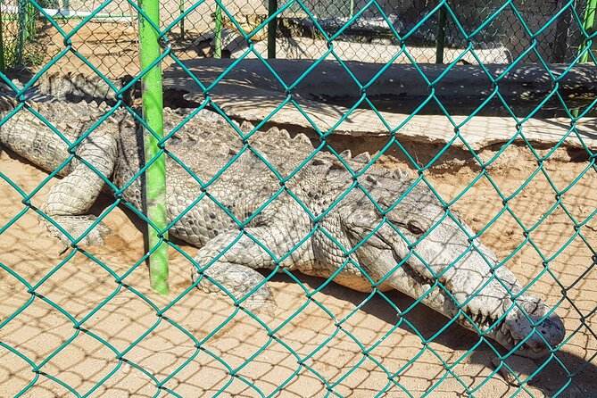 AfroMex Village Beach Horseback Baby Turtle Release & Crocs Farm - Baby Turtle Release Ceremony