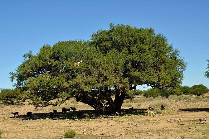 Agadir Morocco 4WD Sahara Tours With Lunch - Authentic Berber Lunch