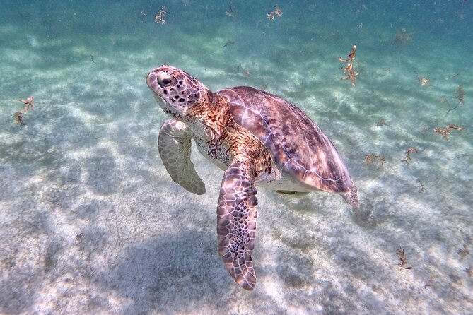 Akumal; Snorkeling and Photos With Turtles - Experience Highlights