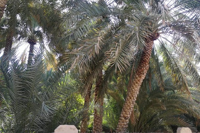 Al Ain City Private Tour With Professional Driver - Transportation Details