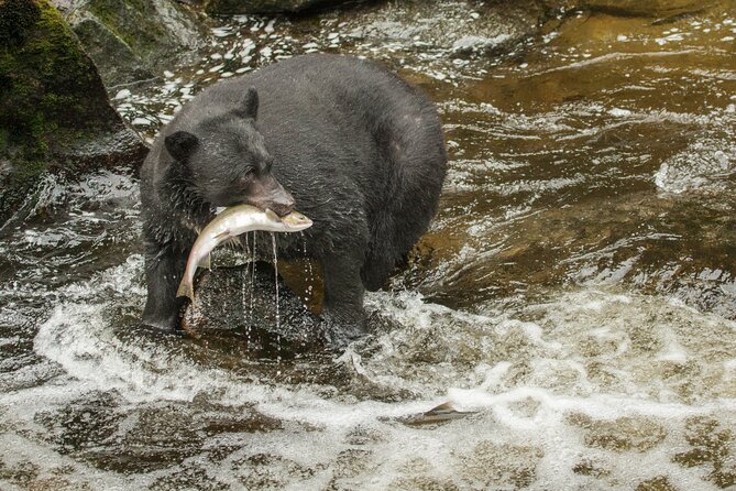 Alaskan Bear Encounter by Land & Sea - Tour Conditions and Restrictions