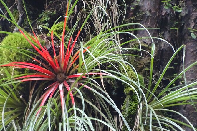 Alerce Andino Park With Las Chaicas Sector, PRIVATE - Alerce Andino Park