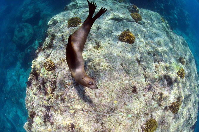 All-Inclusive Catamaran Tour | Beaches & Sea Lions From Los Cabos - Highlights of the Cruise