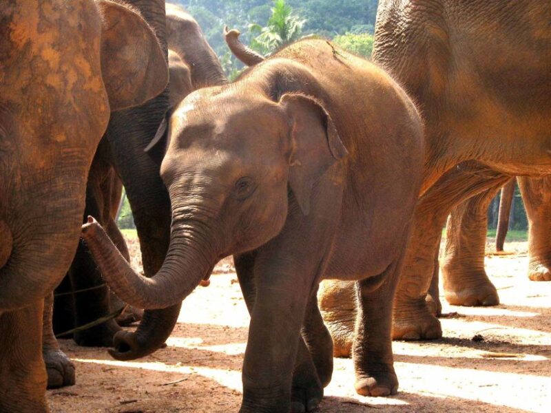 All Inclusive - Kandy and Pinnawala Private Full–Day Tour - Tour Inclusions