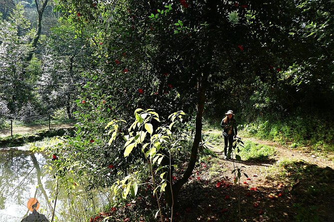 Alliance Underground Museum and Bussaco Forest - Coimbra - Guided Tour and In-depth Knowledge