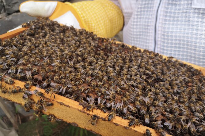Amazing Experience With Bees, Honey and Pollen in Madeira Island - Sampling the Local Honey and Pollen