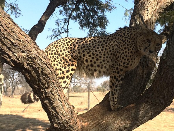Ann Van Dyk Cheetah Centre Tour From Johannesburg or Pretoria - Positive Guest Experiences