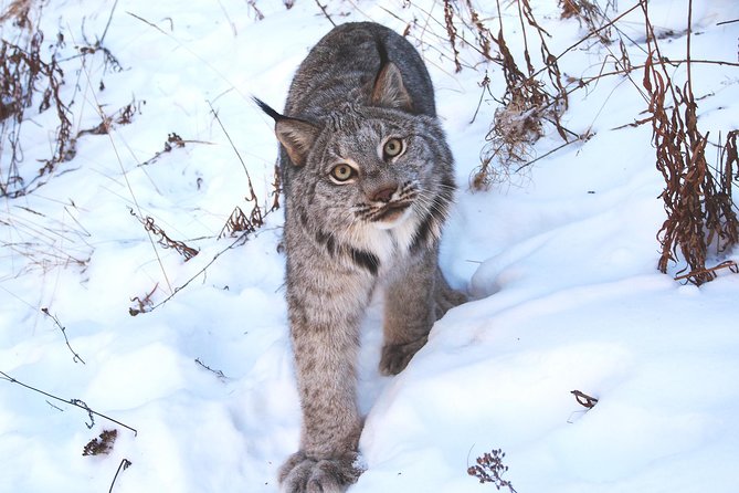 Arctic Day: Yukon Wildlife & Hot Springs Tour | Half Day - Meeting and Confirmation