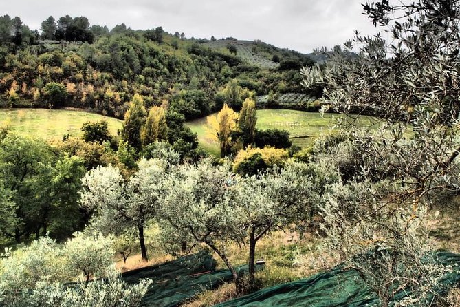Assisi, Deruta & Organic Gourmet Lunch at the Olive Oil Farmhouse From SIENA - Terms and Conditions