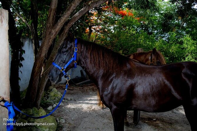 Award-winning Private Classic Horseback Ride - Considerations